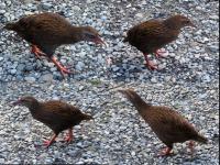 Albums/20060200-New Zealand 2006/20060206-Shantytown/18